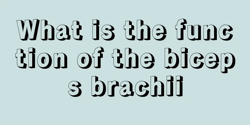 What is the function of the biceps brachii