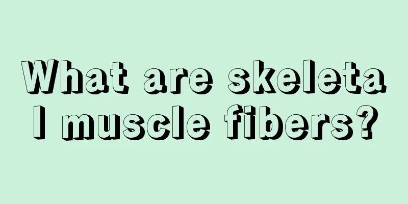 What are skeletal muscle fibers?