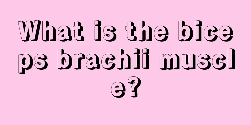 What is the biceps brachii muscle?