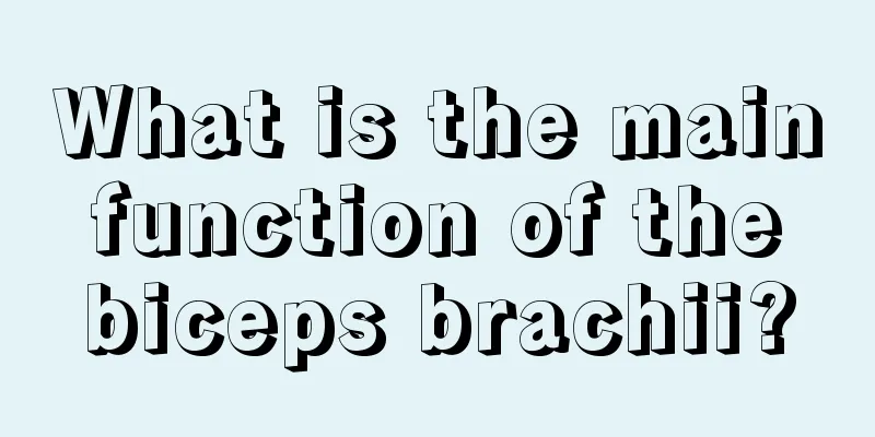 What is the main function of the biceps brachii?